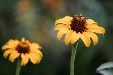 bee on flower