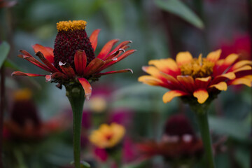 red and yellow flower