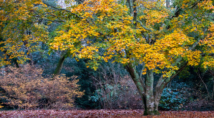 autumnal yellow fall colours in the wood 