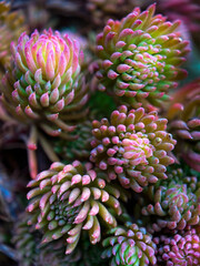 red and yellow flower