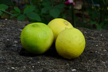Fresh Yellow lemon on the ground