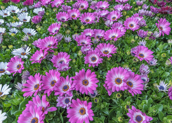 Osteospermum, daisybushes or African daisies, South African daisy, Cape daisy and blue-eyed daisy