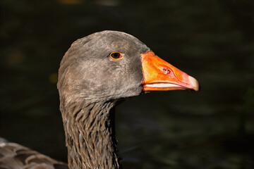 Portrait of large greylag goose on lake