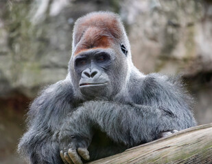 Portrait of a huge dominant male gorilla with an ironic look.