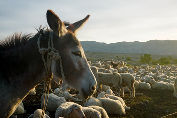 A donkey among a herd of sheep in Dagestan