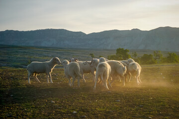 Sheep are fighting on a field in Dagestan