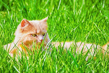 Ginger adult domestic cat sitting in grass and looking to camera