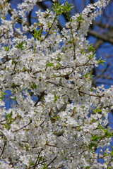 white flowers of blooming cherry. Spring flowers close up