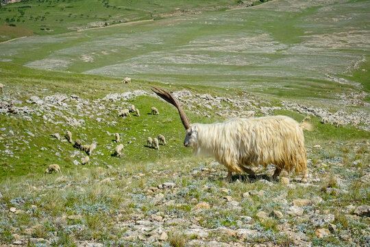Mountain goat with big horns in the mountains of Dagestan
