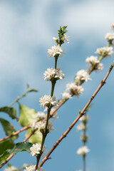 Flowering in the coffee plantation in Varginha, Minas Gerais, Brazil
