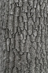 Bark of tree. Seamless Texture. background