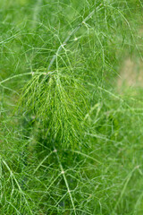 Common fennel