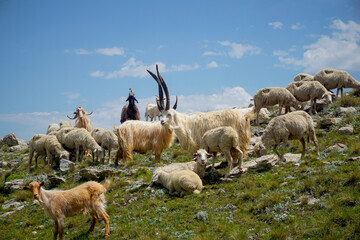 Mountain goats with big horns in the mountains of Dagestan