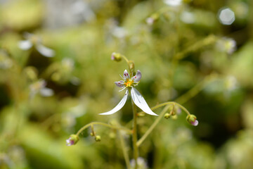 Creeping saxifrage