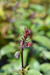 Fan Scarlet Lobelia