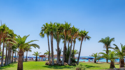 Obraz na płótnie Canvas Palm trees on tropical sandy beach in Ayia Napa, Cyprus.