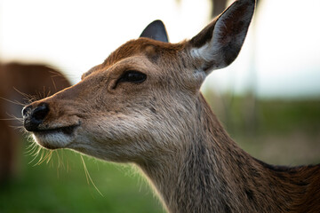 portrait of a young deer