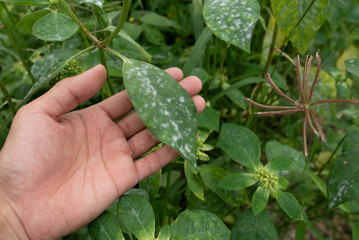 White fungus on leaves,Infected plant displays white powdery spots on the leaf. Close up.