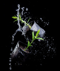 young plant in nursery bag with water splash,Ecology concept