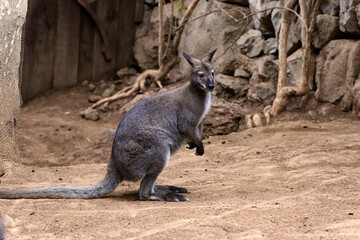 Young Wallaby. Wallaby is a group of species of marsupial mammals from the kangaroo family (Latin Macropodidae) - obrazy, fototapety, plakaty