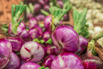 purple onion close-up