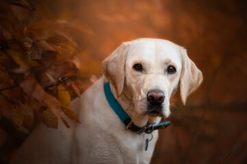 Jesienny portret psa - obrazy, fototapety, plakaty