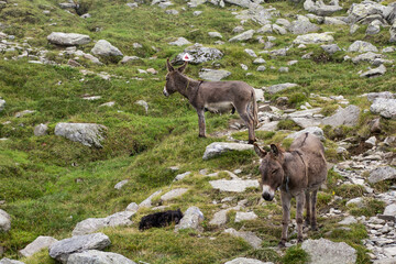 Two donkeys high up in the Carpathian mountains