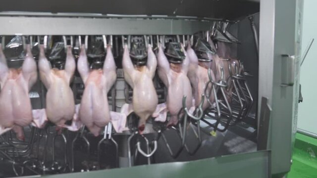 The chicken that hangs on the rail enters the perforator to cut off the innards.
