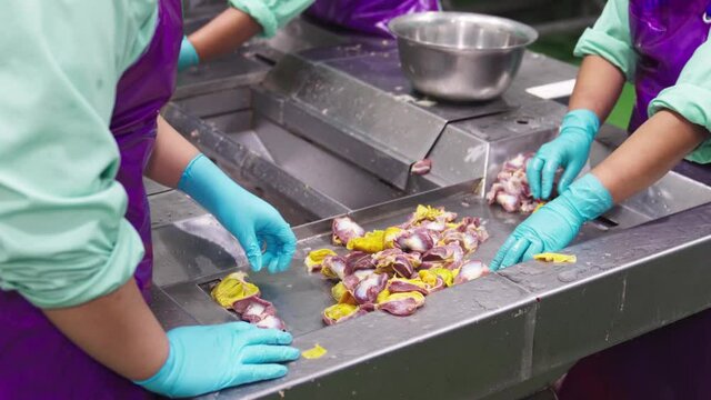A worker is using the Gizzard harvester machine in the poultry factory.