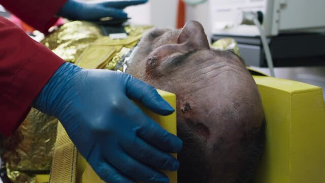Crop doctor in gloves touching and supporting injured male survivor in trunk of emergency van during rescue mission