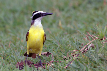 Fototapeta premium Great Kiskadee (Pitangus sulphuratus) perched on the ground and showing the yellow cap