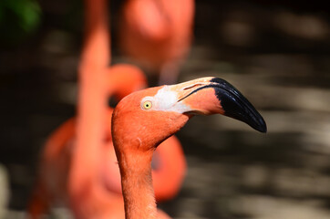 Closeup portrait of a red flamingo