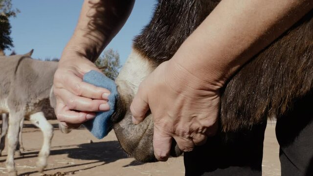Cleaning The Nose Of A Donkey. Donkey Caretaking Grooming In An Animal Sanctuary In Essaouira, Marrakech, Morocco.
