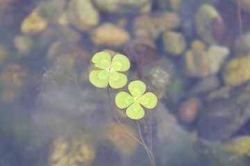 Naklejka premium 水面に浮かぶ可愛い四葉のウォータークローバー