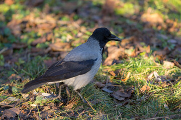 Fototapeta premium portrait of a crow
