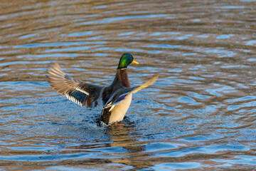 Obraz premium duck in the water