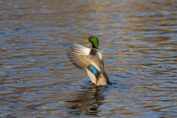 duck flapping its wings