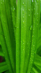 Light green pandan leaves with water droplets on the leaves, planted in the garden.