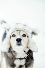 dog in a winter fur hat on the snow. Fashionable clothes for dogs.