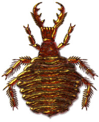 Antlion larva