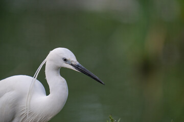 The Great Egret (Ardea alba)