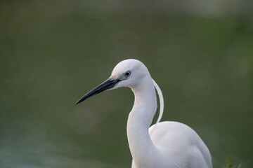 The Great Egret (Ardea alba)