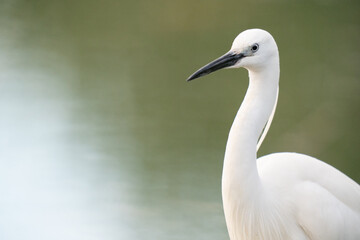 The Great Egret (Ardea alba)