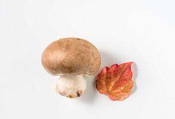 Texture of a mushroom on a white background 
