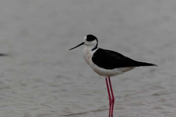 Obraz premium Black-winged Stilt Himantopus himantopus in Camargue, south-eastern France