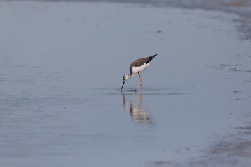 Black-winged Stilt Himantopus himantopus in Camargue, south-eastern France