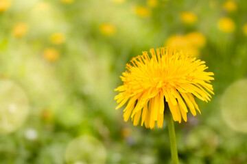 Single yellow dandelion on green grass on sunny day in sun rays, copy space