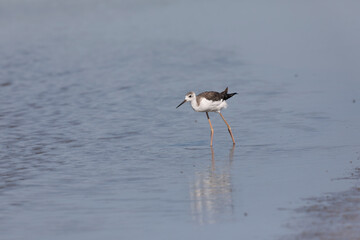 Black-winged Stilt Himantopus himantopus in Camargue, south-eastern France