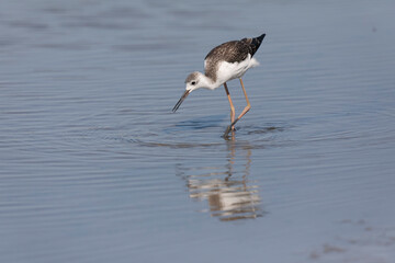 Black-winged Stilt Himantopus himantopus in Camargue, south-eastern France
