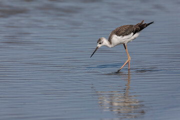Black-winged Stilt Himantopus himantopus in Camargue, south-eastern France